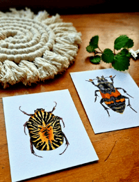 Image 2 of Set of 2 Entomology Beetle Prints, Gymnetis stellata and Burying Beetle Digital Download
