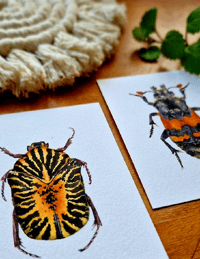 Image 3 of Set of 2 Entomology Beetle Prints, Gymnetis stellata and Burying Beetle Digital Download