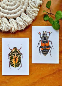 Image 4 of Set of 2 Entomology Beetle Prints, Gymnetis stellata and Burying Beetle Digital Download