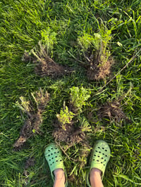 Image 2 of Matricaria Vegmo Single - bare root