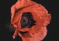 Image 1 of Papaver Somniferum 