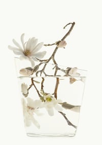 Image 1 of Reflections in Bloom 