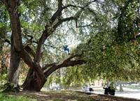Image 3 of ETRE UN ARBRE DANS LA VILLE - Véronique MURE 
