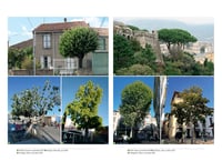 Image 4 of ETRE UN ARBRE DANS LA VILLE - Véronique MURE 