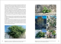 Image 16 of ETRE UN ARBRE DANS LA VILLE - Véronique MURE 