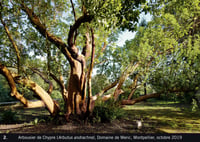 Image 19 of ETRE UN ARBRE DANS LA VILLE - Véronique MURE 