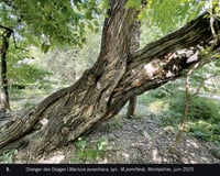 Image 20 of ETRE UN ARBRE DANS LA VILLE - Véronique MURE 