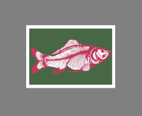 Image 1 of Carp - Green background with red bones