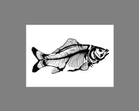 Image 1 of Carp