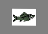 Image 1 of Carp - Green fill with black bones