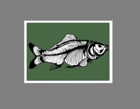 Image 1 of Carp - Green background with black bones