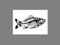 Image 1 of Carp - A5