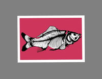 Image 1 of Carp - Red background with black bones