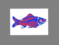 Image 1 of Carp - Red fill with blue bones