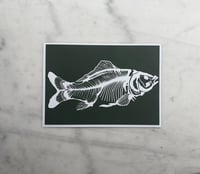 Image 2 of Carp - Green background with white bones