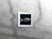 Image 2 of Carp Mini - Green