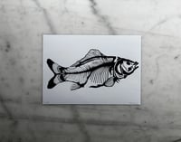 Image 2 of Carp