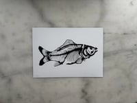 Image 2 of Carp - A5