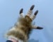 Image of Dino Handpaws