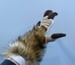 Image of Dino Handpaws