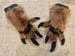 Image of Dino Handpaws
