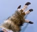 Image of Dino Handpaws