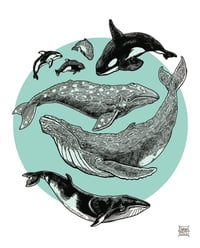 Whales and Dolphins of the PNW Print