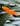 Dryas julia 