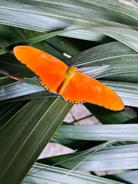 Image 1 of Dryas julia 