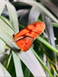 Image 2 of Dryas julia 