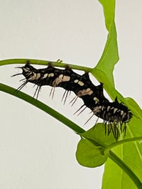 Image 4 of Dryas julia 