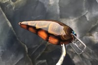 Image 3 of SPEEDBAITS Custom Airbrushed 2.5 Squarebill Crankbait 4483