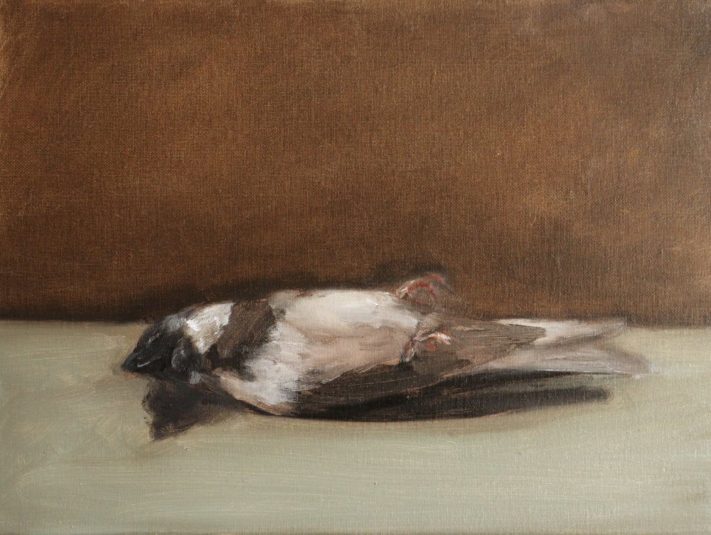 Image of Oiseau mort