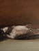 Image of Oiseau mort