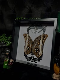 Giant owl butterfly (Caligo Atreus)