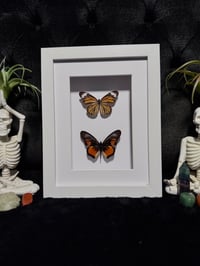 Image 1 of Butterfly duo (Danaus & Pseudacraea species)