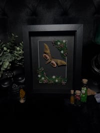 Image 1 of Eyed hawkmoth (Smerinthus ocellatus)