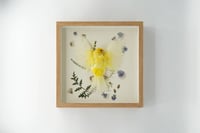 Image 1 of Canary