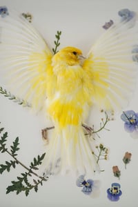 Image 2 of Canary