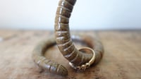 Image 2 of Medium Worm Ring Holder #4