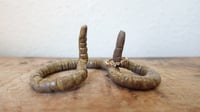 Image 2 of Medium Worm Ring Holder #5