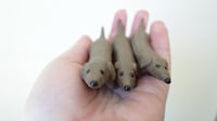 Image 2 of Medium Size Weenie Dog Sculpture