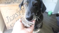 Image 8 of Medium Size Weenie Dog Sculpture