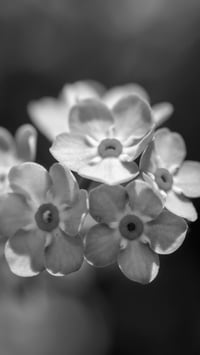 Image 1 of Forget-me-not too