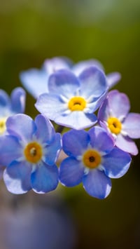 Image 2 of Forget-me-not too