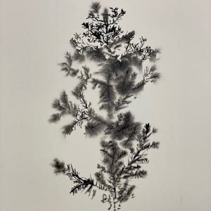 Image of SUNDAY, DRAWING FLOWERS WORKSHOP , 24 MAY, 2026