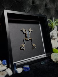 Image 2 of Java flying frog (Rhacophurus reinwardti)
