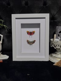Image 1 of Lanternfly duo (Penthicodes Atomaria)