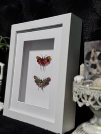 Image 2 of Lanternfly duo (Penthicodes Atomaria)