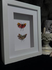 Image 3 of Lanternfly duo (Penthicodes Atomaria)